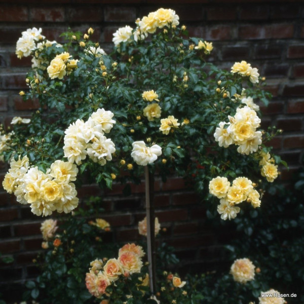 SUNNY ROSE®